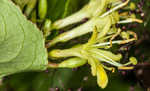 Southern bush honeysuckle